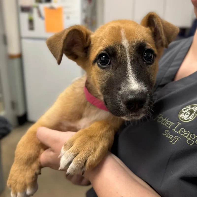 A baby small-sized female Mixed Breed dog named Fuji for adoption in Middletown, RI
