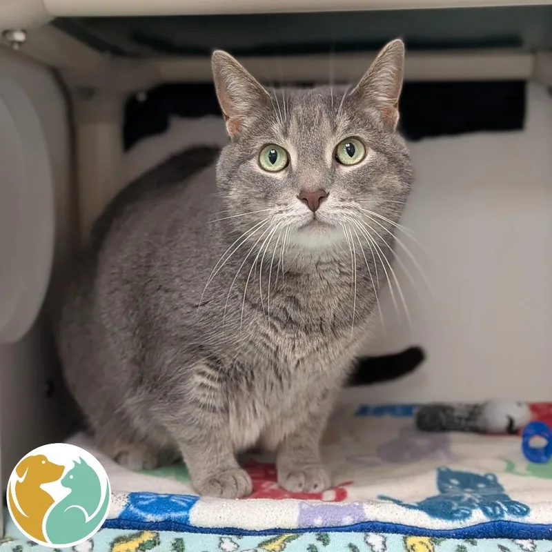 An adult large-sized female Domestic Short Hair cat named Sophie for adoption in Toledo, OH