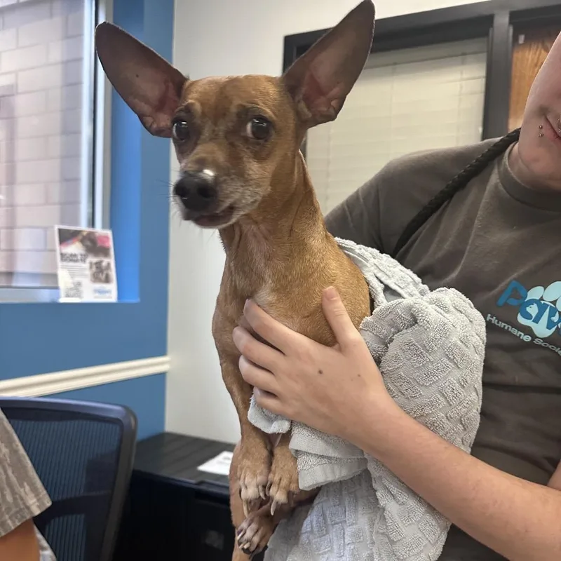 A senior small-sized male Brown / Chocolate Chihuahua dog named StrayMaconRoad for adoption in Columbus, GA