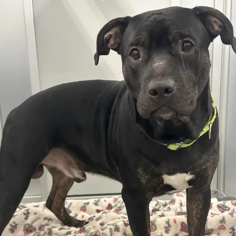 A young large-sized male Black Mixed Breed dog named Smoke for adoption in Mentor, OH