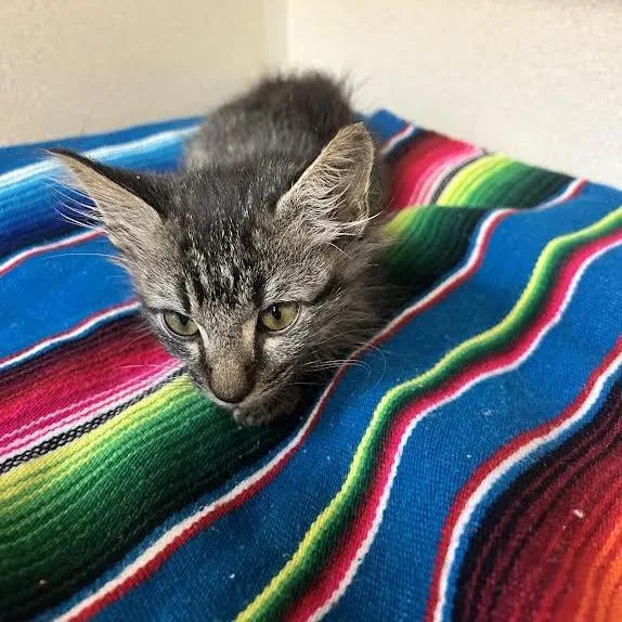 A baby small-sized male Domestic Short Hair cat named Manassas for adoption in Durango, CO
