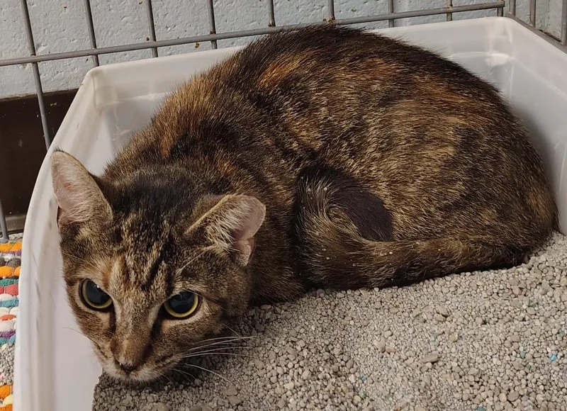 A young small-sized female Domestic Short Hair cat named Mabel for adoption in Saint Clairsville, OH