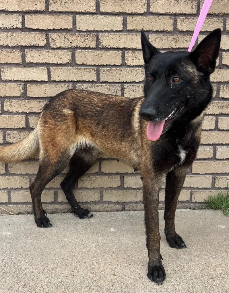A young medium-sized female Brown / Chocolate Belgian Shepherd / Malinois dog named Dua Lipa for adoption in Columbus, NE