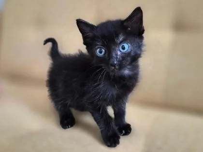 A baby small-sized male Domestic Short Hair cat named Paddle for adoption in San Antonio, TX