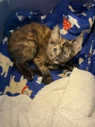 A young small-sized female Domestic Short Hair cat named Patches for adoption in Lafayette, IN