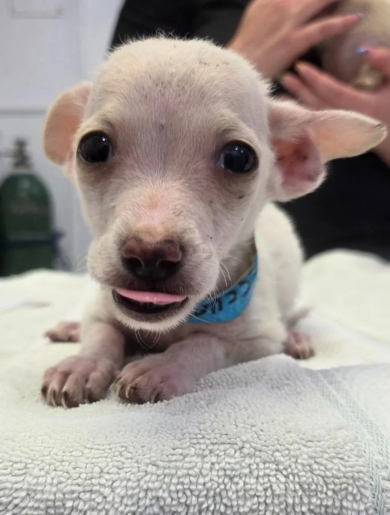 Dobby