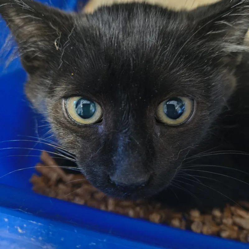 A young small-sized male Domestic Short Hair cat named Mayhem for adoption in Othello, WA