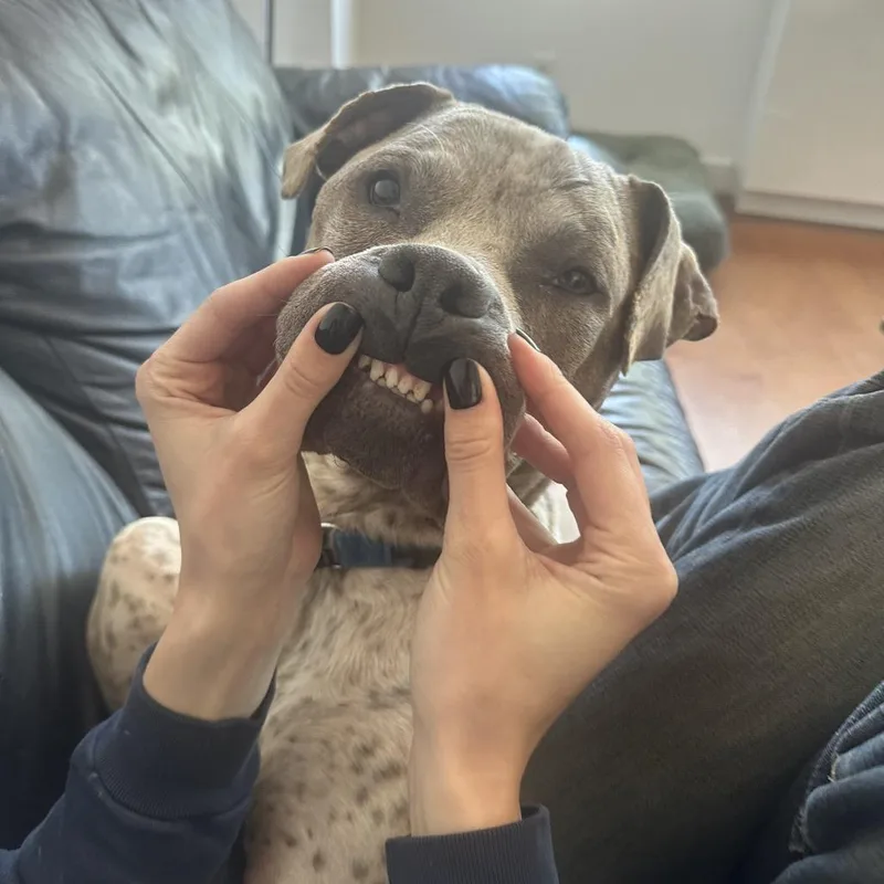 A senior large-sized male Gray / Blue / Silver Mixed Breed dog named Willy for adoption in New York, NY