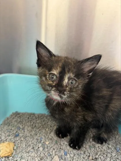 A baby small-sized female Domestic Short Hair cat named Apple Pie for adoption in Westland, MI