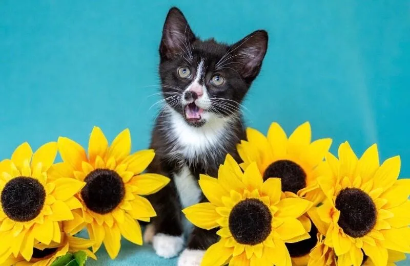 A young medium-sized male Black Domestic Short Hair cat named Bling for adoption in North Babylon, NY