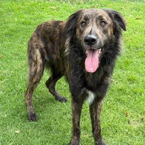 An adult medium-sized male Brindle German Shepherd Dog dog named Leo for adoption in Riverside, CA