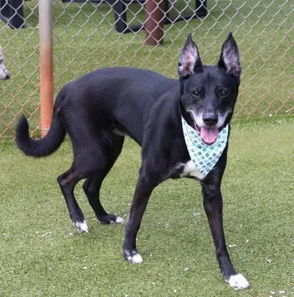 Midnight thumbnail 2