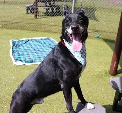 Midnight thumbnail 3