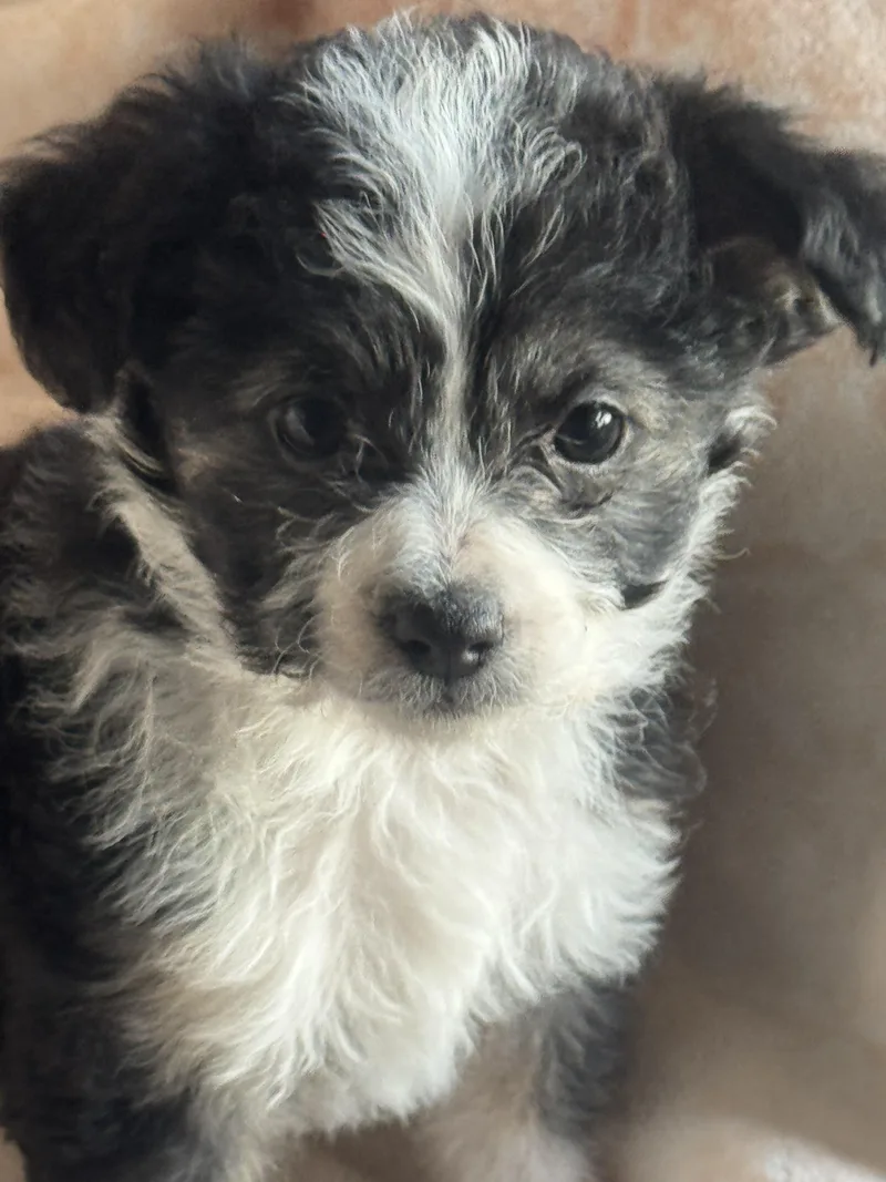 A baby small-sized female Black Chihuahua dog named Momo for adoption in Sonora, CA