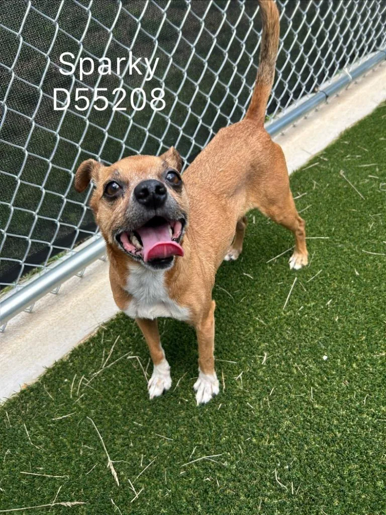 An adult medium-sized male Chihuahua dog named Sparky for adoption in Clarksville, TN