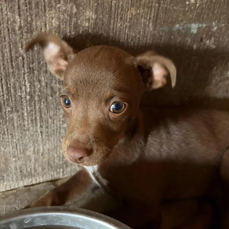 A baby small-sized male Chihuahua dog named Skittles for adoption in Grand Junction, CO