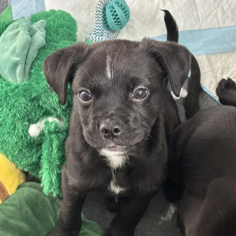 Darth Vader thumbnail 3