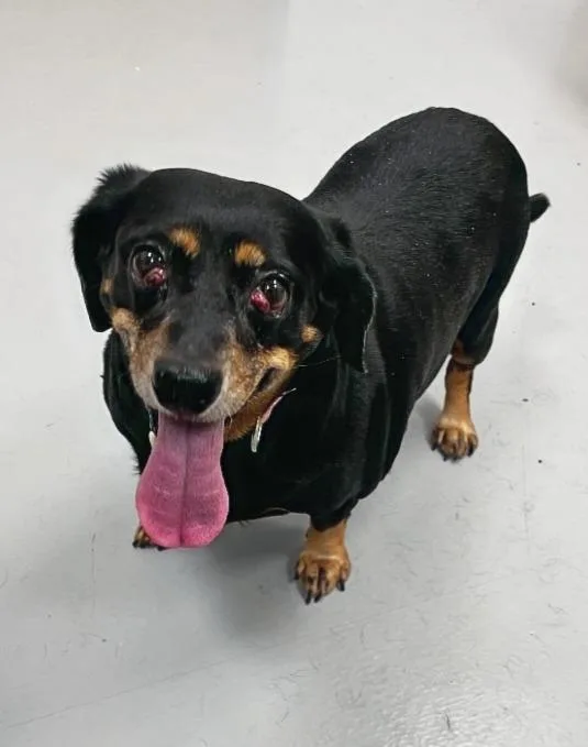 An adult medium-sized female Dachshund dog named Phoenix for adoption in Hartsville, SC
