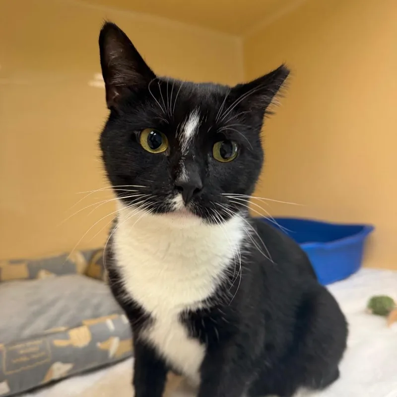 A young small-sized female Black Domestic Short Hair cat named Oreo for adoption in East Hanover, NJ