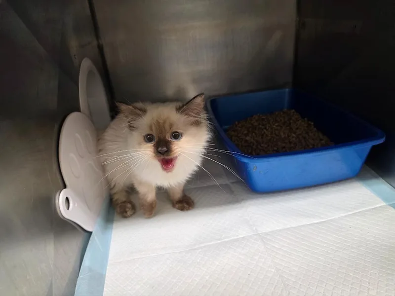 A baby small-sized female Ragdoll cat named Selena for adoption in Sidney, NY