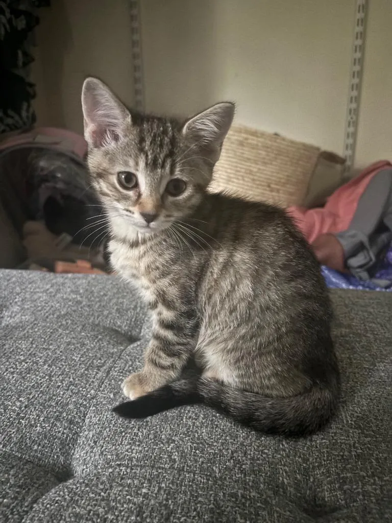 Meeko