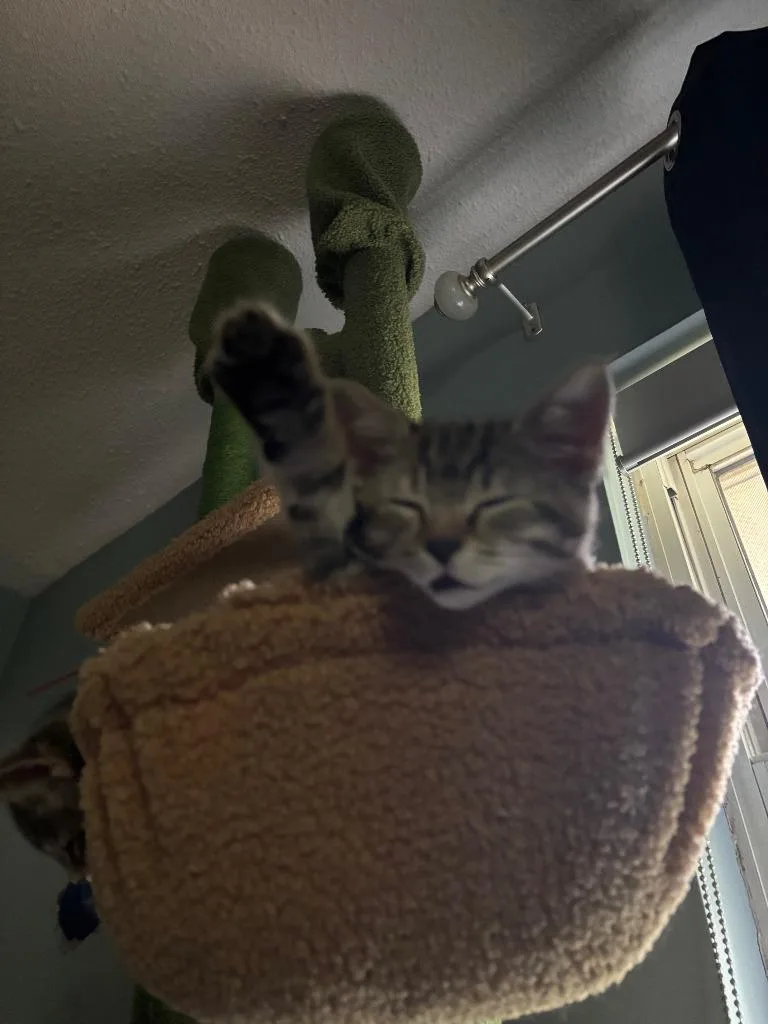 Meeko thumbnail 2
