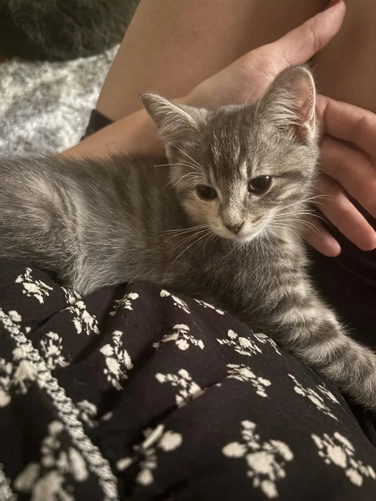 Meeko thumbnail 3