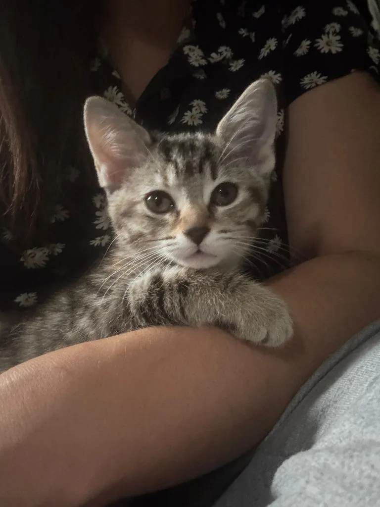 Meeko thumbnail 5