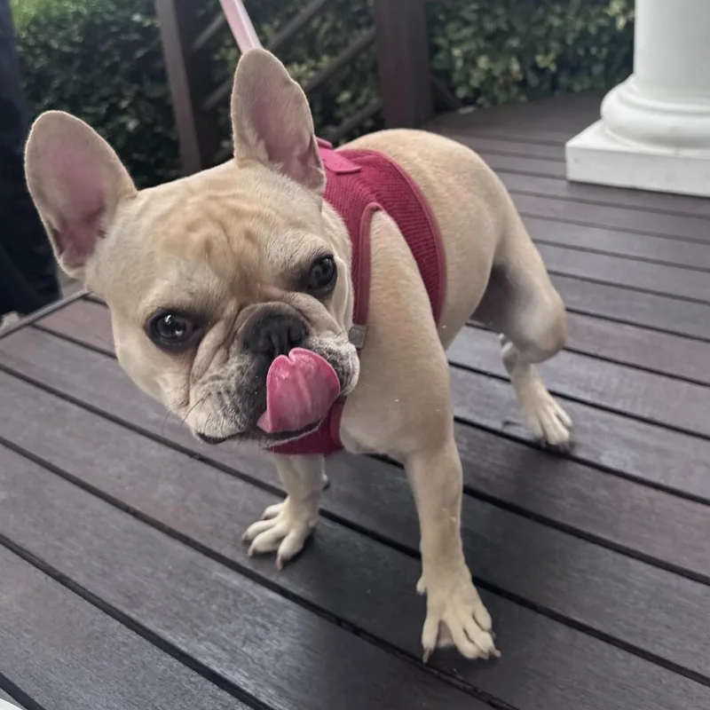 Honey the Frenchie