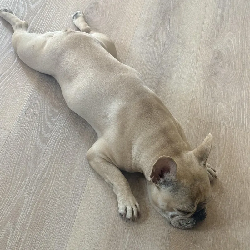 Honey the Frenchie thumbnail 2