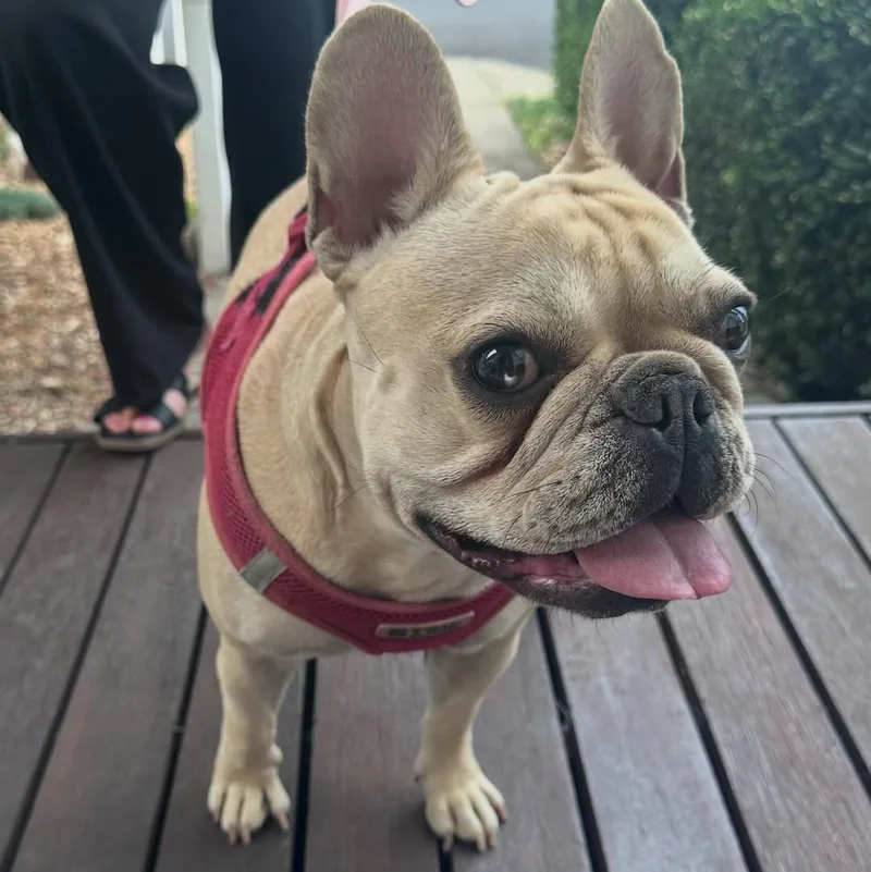 Honey the Frenchie thumbnail 3