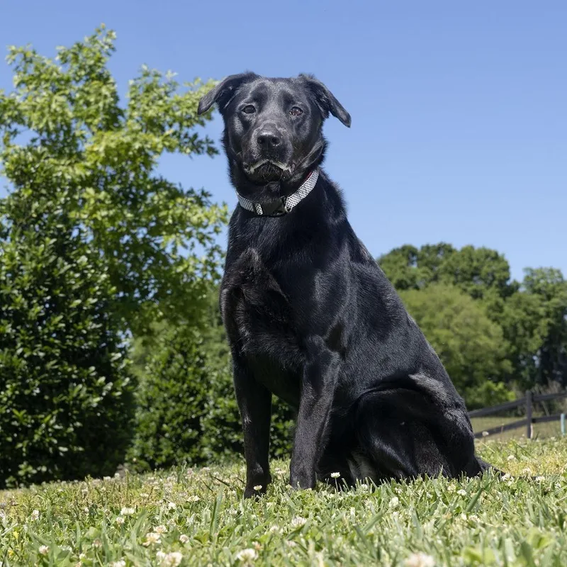 An adult medium-sized female Black Mixed Breed dog named Luna for adoption in Franklin, TN