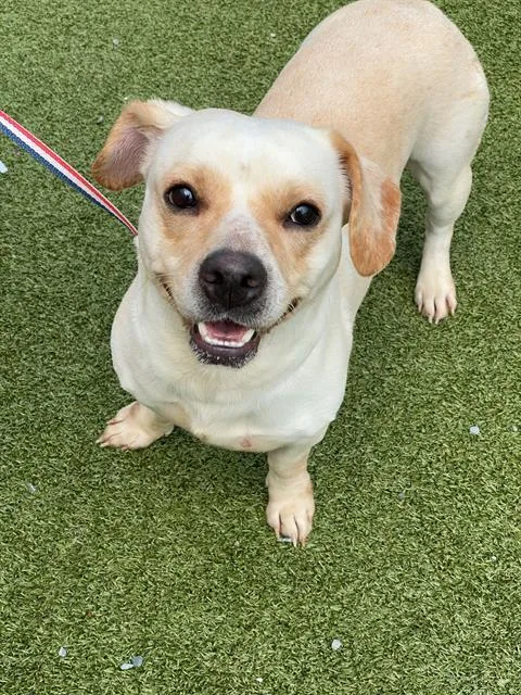 An adult medium-sized male Labrador Retriever dog named Atlas for adoption in Fayetteville, NC
