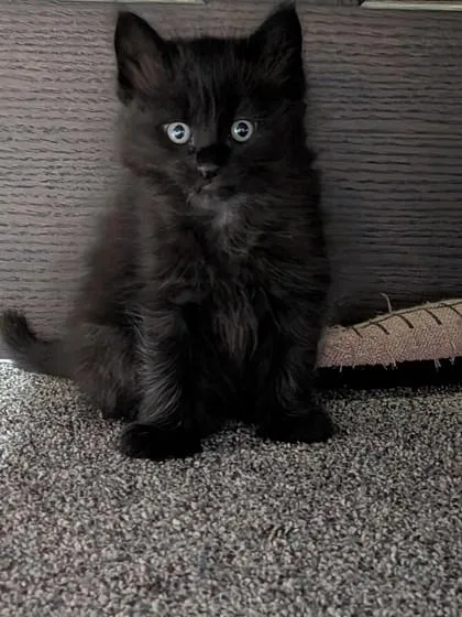 A young small-sized female Domestic Long Hair cat named Punky for adoption in Shawano, WI