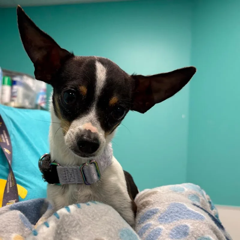 An adult small-sized male Black Chihuahua dog named Jasper for adoption in Wilmington, DE