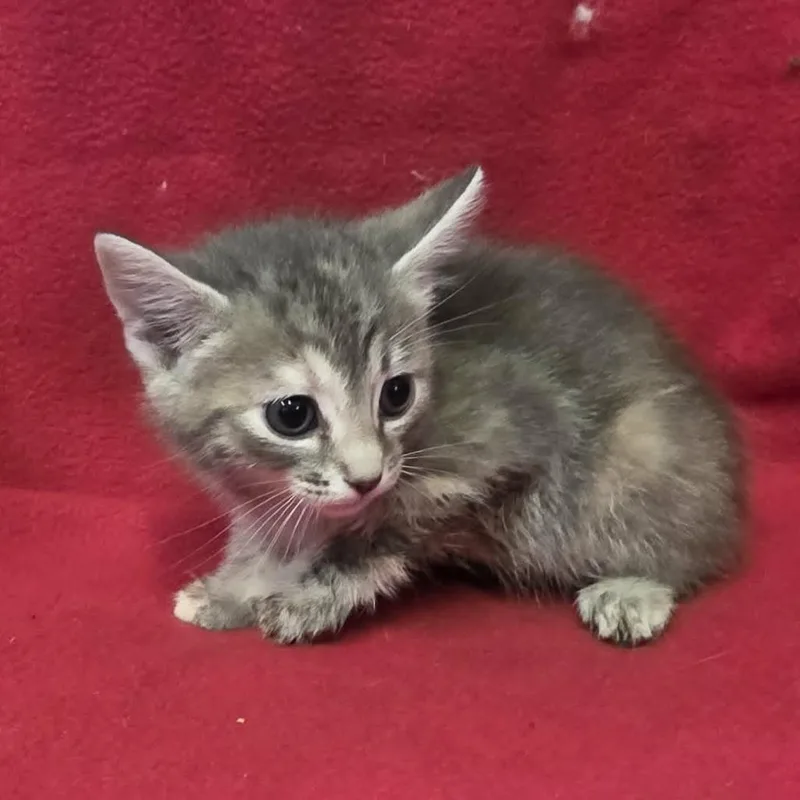 A baby small-sized female Gray / Blue / Silver Domestic Short Hair cat named Pearl for adoption in Hamilton, GA
