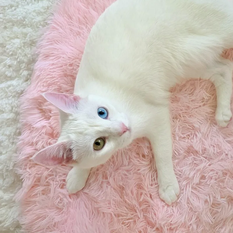 A young medium-sized female White Domestic Short Hair cat named Primrose for adoption in New Orleans, LA