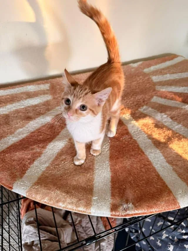 A baby small-sized female Orange & White Domestic Short Hair cat named Birdie for adoption in East Lansing, MI