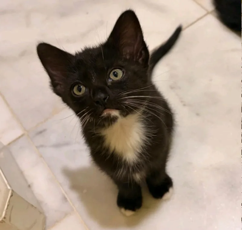 A baby medium-sized female Domestic Medium Hair cat named Raven for adoption in Reno, NV