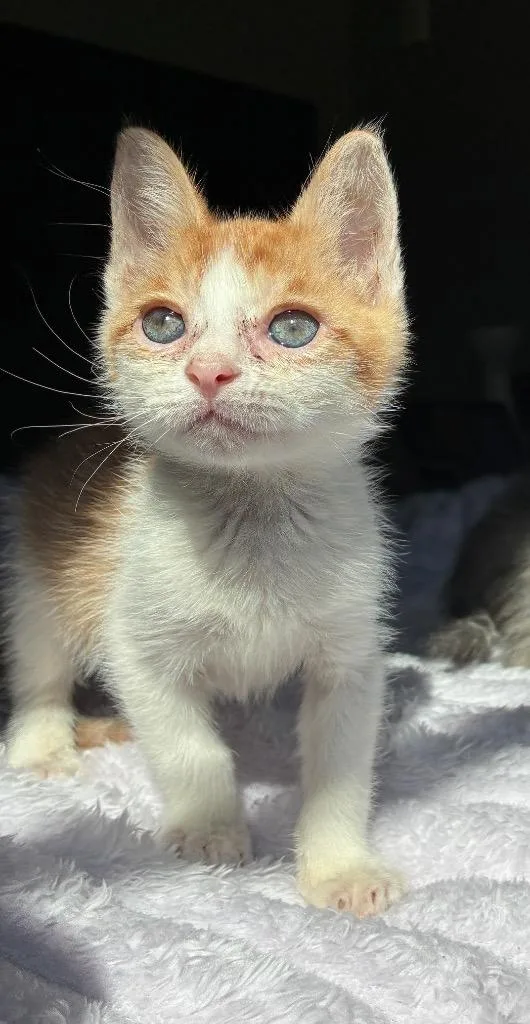 A baby medium-sized male Domestic Short Hair cat named Apple Jack for adoption in New Orleans, LA