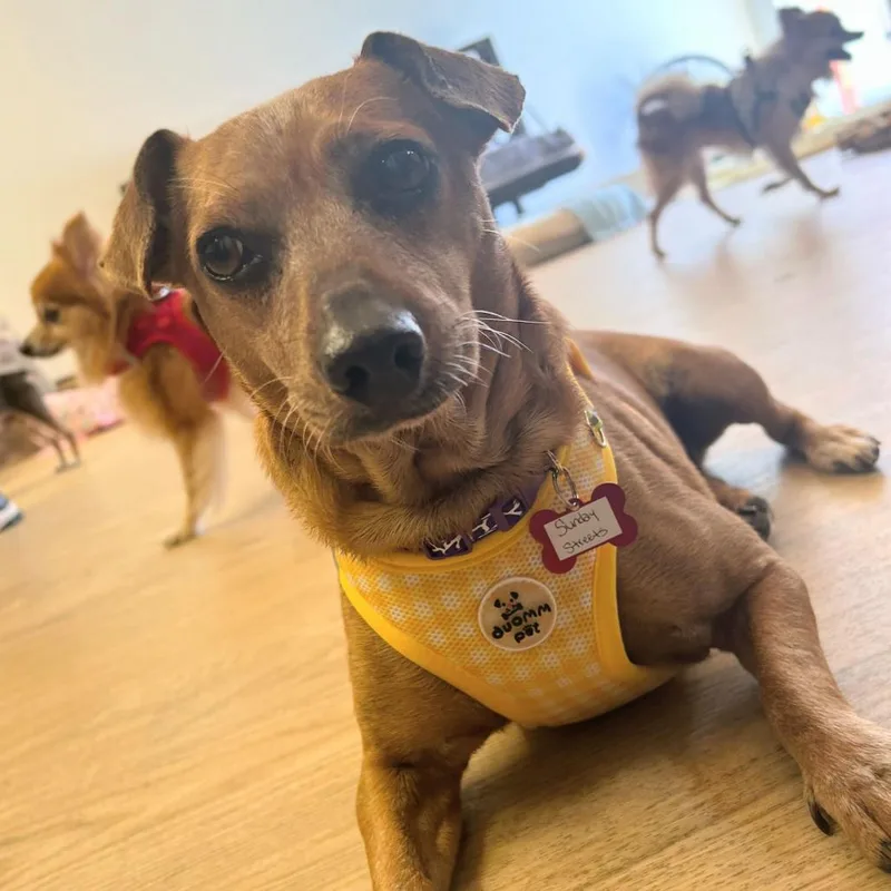 A senior small-sized female Brown / Chocolate Chihuahua dog named Sunday Streets for adoption in San Francisco, CA