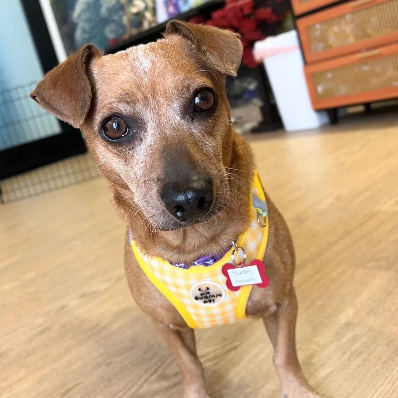 Sunday Streets thumbnail 2