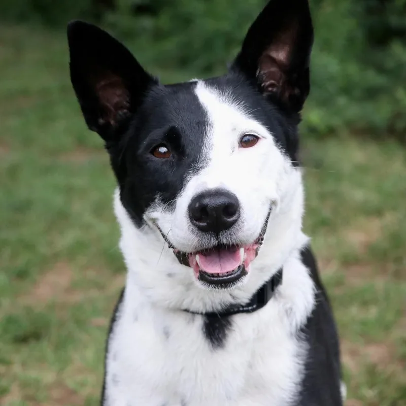 An adult medium-sized female Black Mixed Breed dog named Pinky for adoption in Allentown, PA