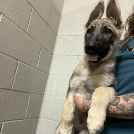 A baby small-sized male Sable German Shepherd Dog dog named Sig for adoption in Van Horne, IA