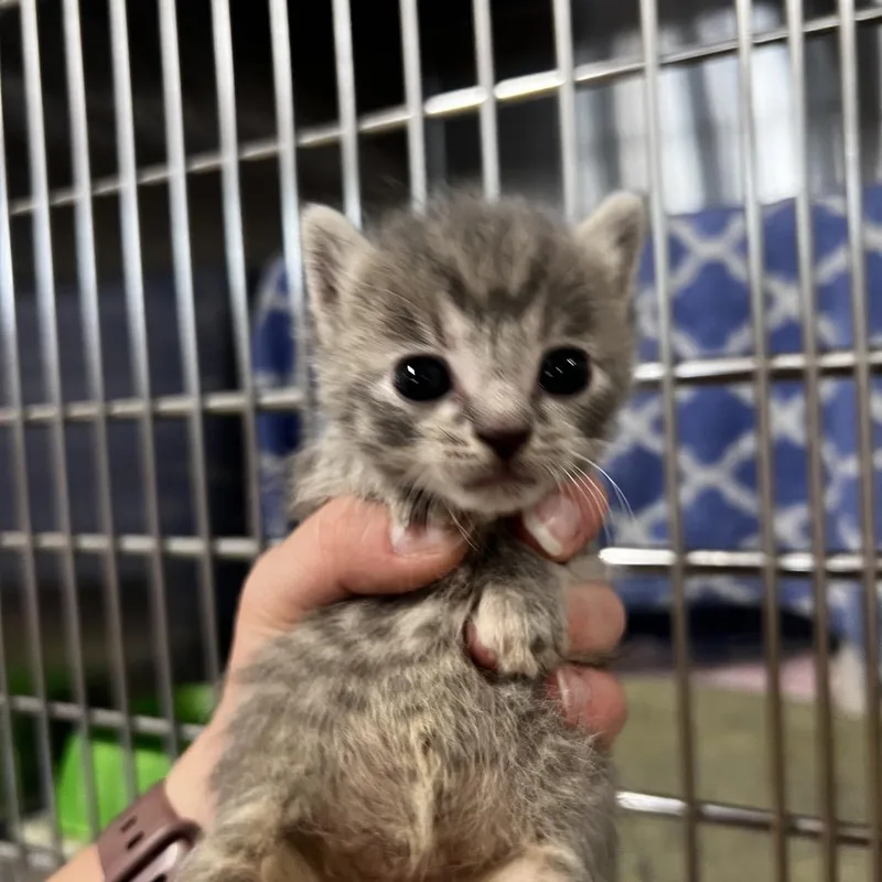 A baby small-sized female Gray / Blue / Silver Domestic Short Hair cat named Carrie for adoption in Harrisville, WV
