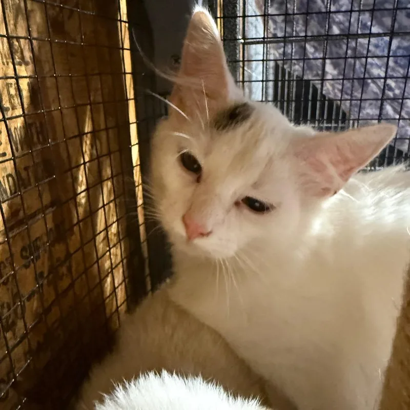 A young small-sized male White Domestic Long Hair cat named Scout for adoption in Lancaster, OH