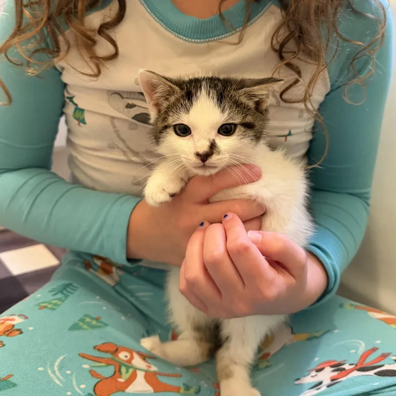 A baby medium-sized male Domestic Short Hair cat named Joey for adoption in Long Valley, NJ