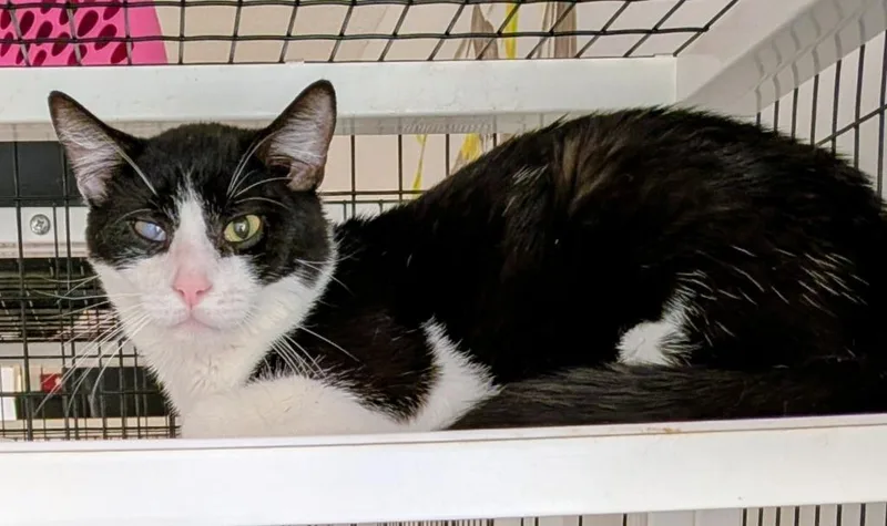 An adult medium-sized male Domestic Short Hair cat named Ben for adoption in St. Augustine, FL