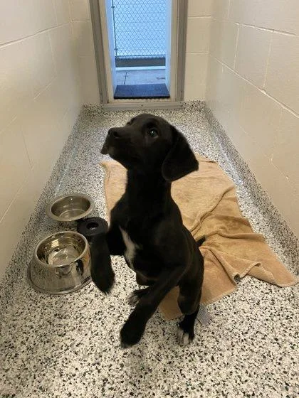 An adult small-sized female Labrador Retriever dog named Birdie for adoption in Fergus Falls, MN