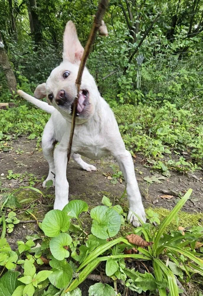 Lamb Chop thumbnail 2